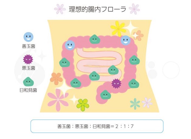 理想的な腸内フローラのイメージイラスト