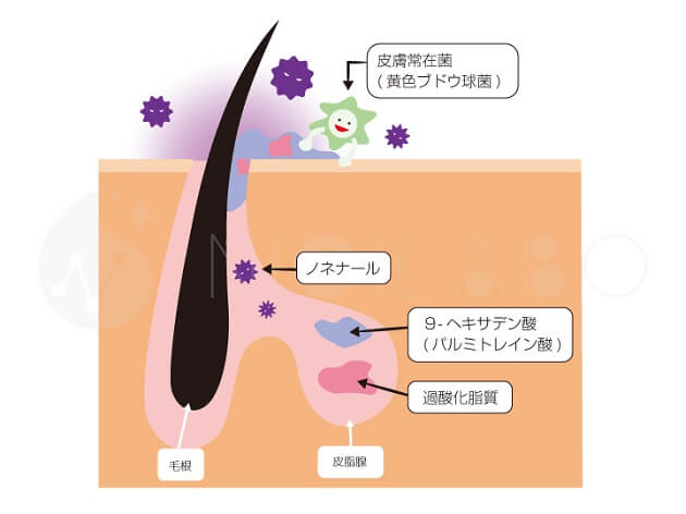 ノネナール発生のしくみ