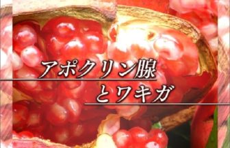 アポクリン腺の除去でワキガや臭いが消える？費用や危険性は？